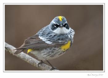 yellow-rumped warbler 1i copy.jpg